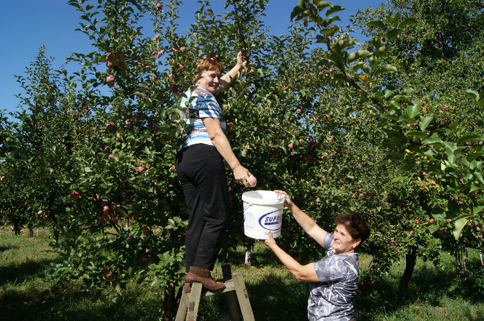DSC00704 - productia de mere 2011