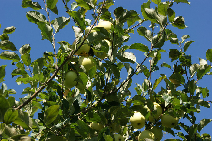 DSC00705 - productia de mere 2011