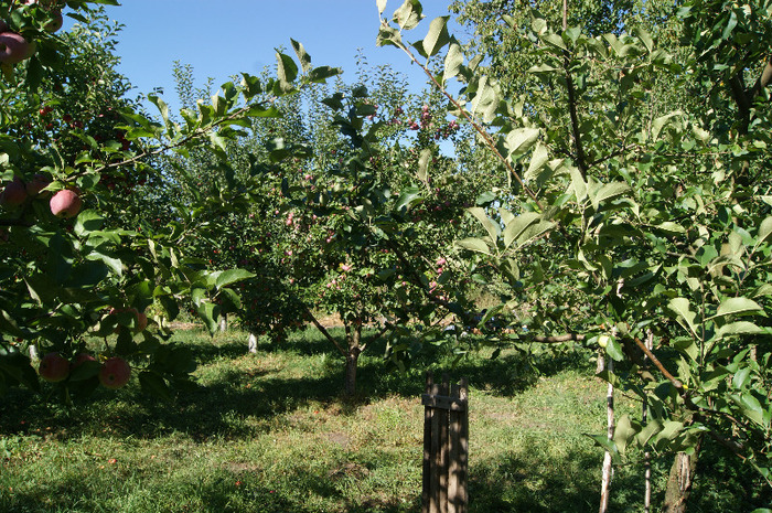 DSC00707 - productia de mere 2011