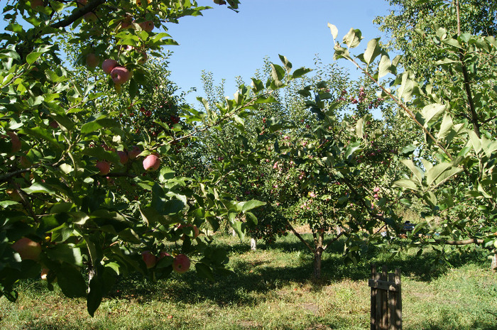 DSC00708 - productia de mere 2011