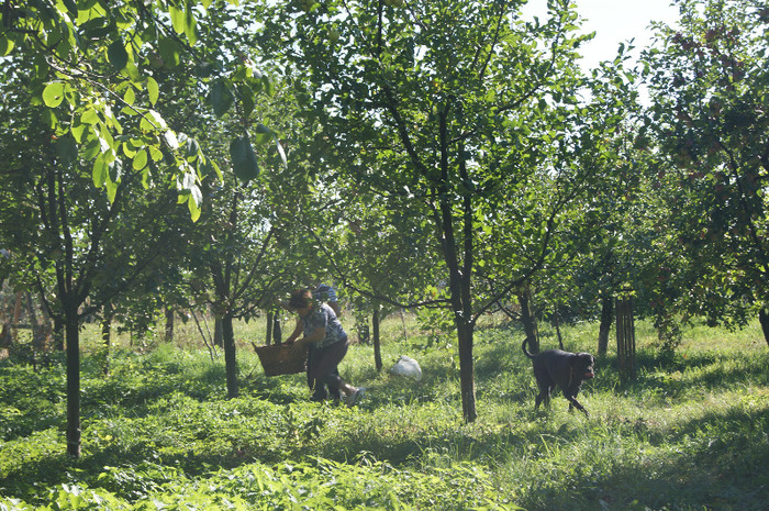 DSC00719 - productia de mere 2011