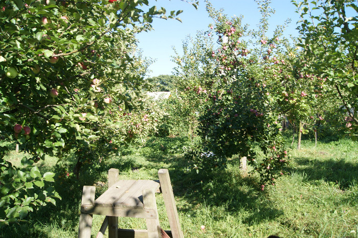 DSC00728 - productia de mere 2011