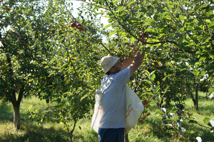 DSC00730 - productia de mere 2011