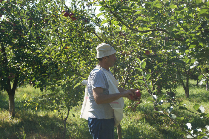 DSC00731 - productia de mere 2011
