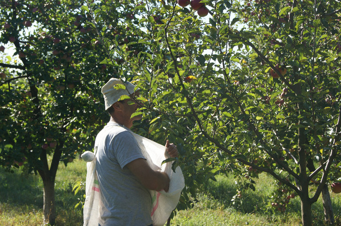DSC00732 - productia de mere 2011