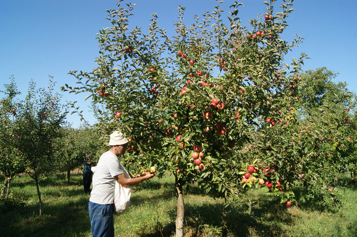 DSC00741 - productia de mere 2011
