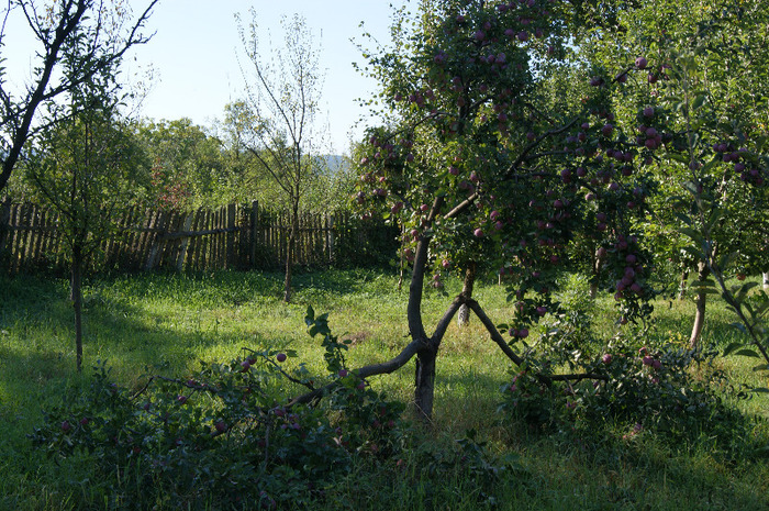 DSC00745 - productia de mere 2011