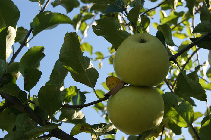 DSC00746 - productia de mere 2011