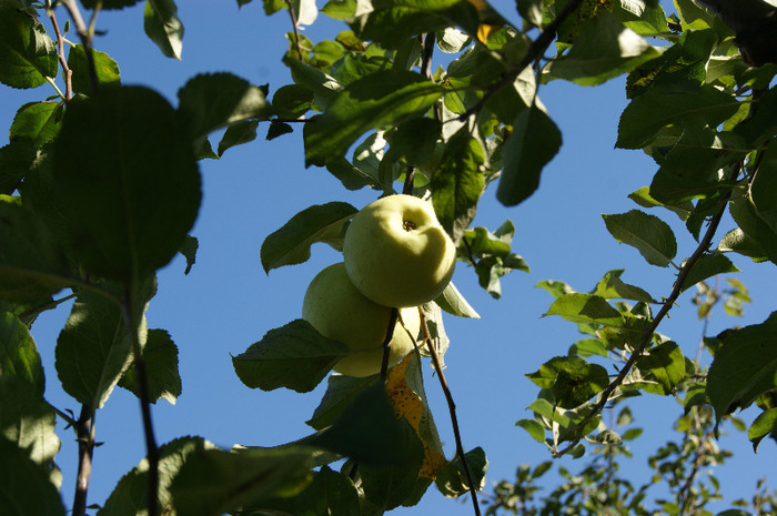 DSC00747 - productia de mere 2011