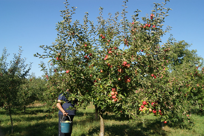 DSC00748 - productia de mere 2011
