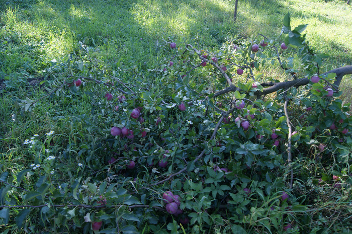 DSC00749 - productia de mere 2011