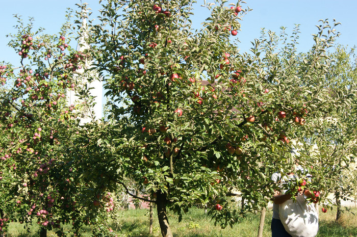 DSC00751 - productia de mere 2011