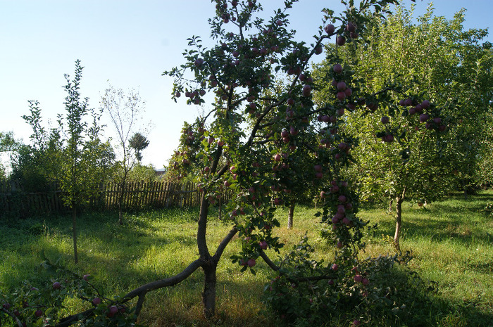 DSC00753 - productia de mere 2011