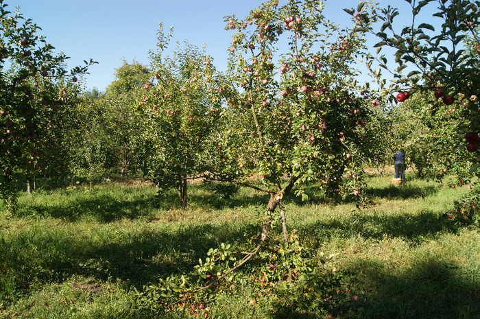 DSC00754 - productia de mere 2011