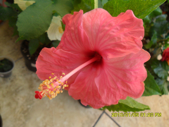 Roz de Arad ( fdana ) - Hibiscus 2011