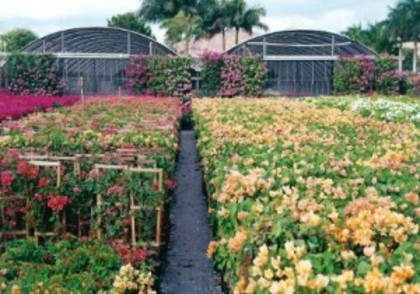 plantatie de bougainvillea; Exista in visele noastre de iubitori ai florilor, cu siguranta, o pepiniera ca aceasta.
