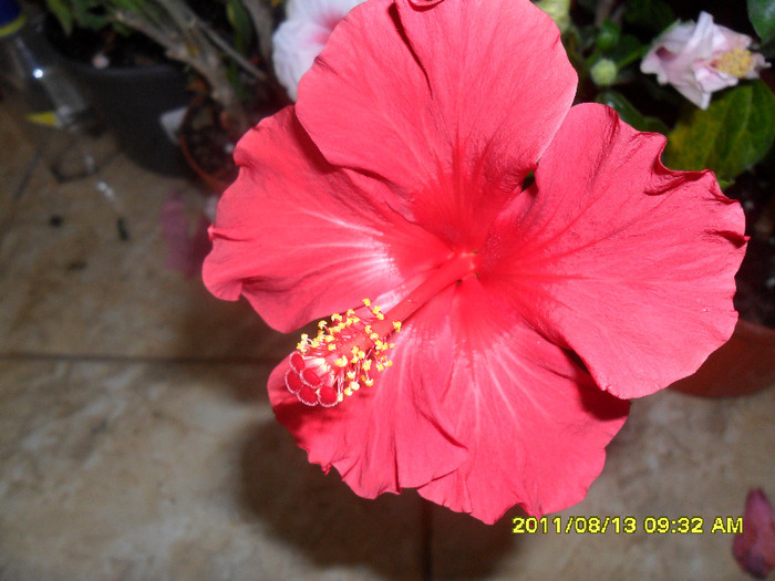 Marseille - Hibiscus 2011