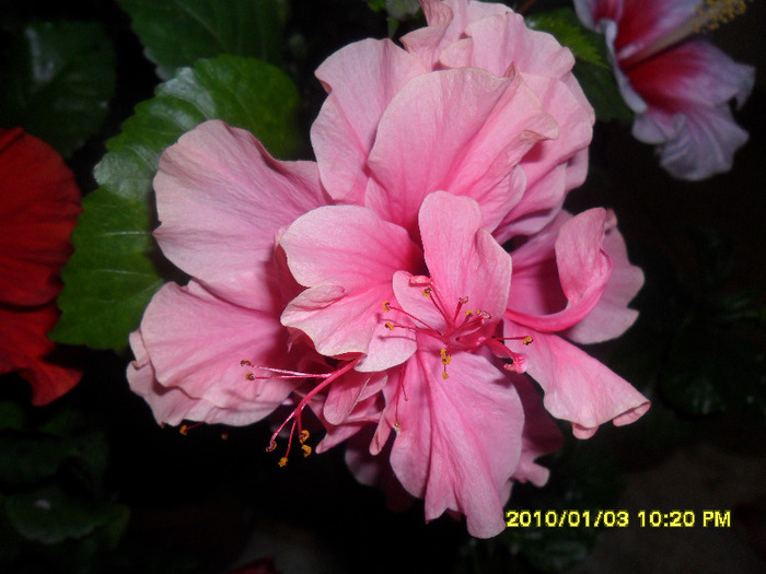 Asia - Hibiscus 2011