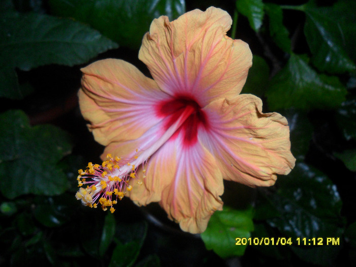 Holiday ( Miha) - Hibiscus 2011