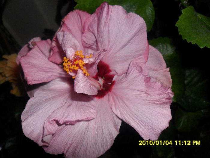 Memoris - Hibiscus 2011