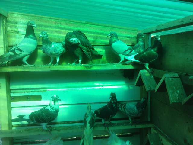 P170911_10.460001 - Voiajori La Gramada