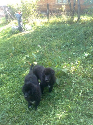 Mereanu si Ploiesteanu la 3 luni