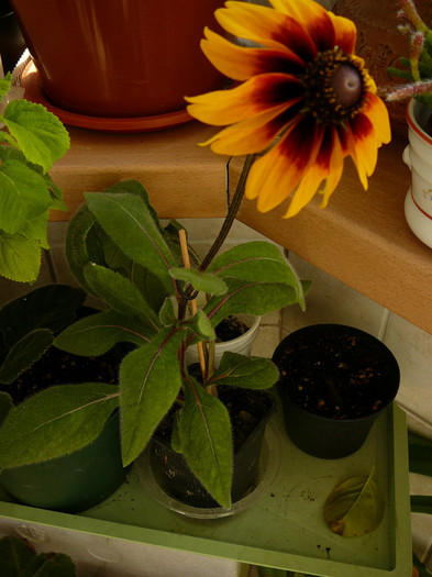 rudbeckia - Flori in 2011