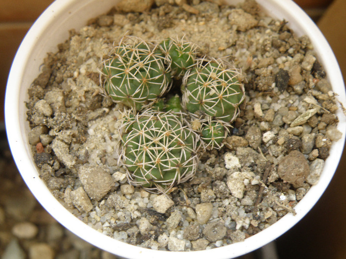 Coryphantha scolymoides; Andree 2011
