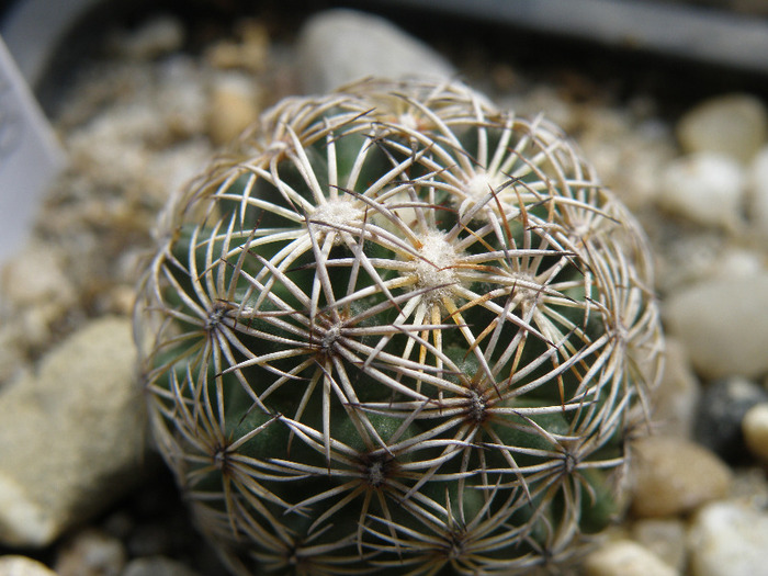 Corypantha sp; Gino 2011
