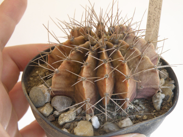 Gymnocalycium mihanovichii; Andree 2011
