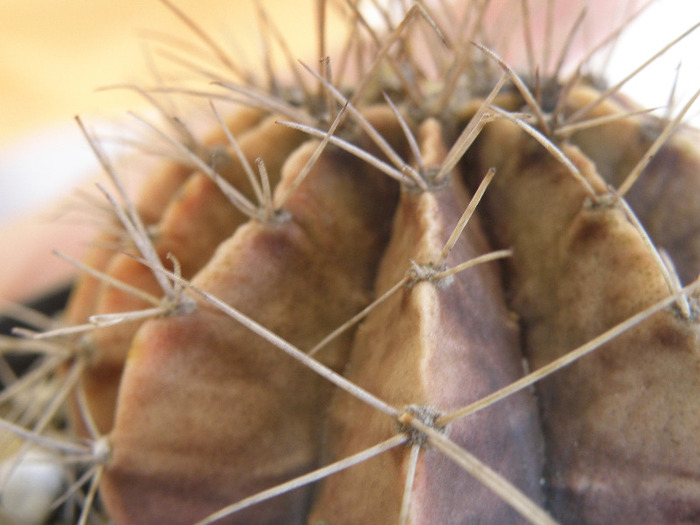 Gymnocalycium mihanovichii; Andree 2011
