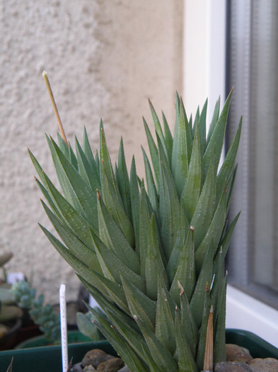 Haworthia glauca; Gino 2011
