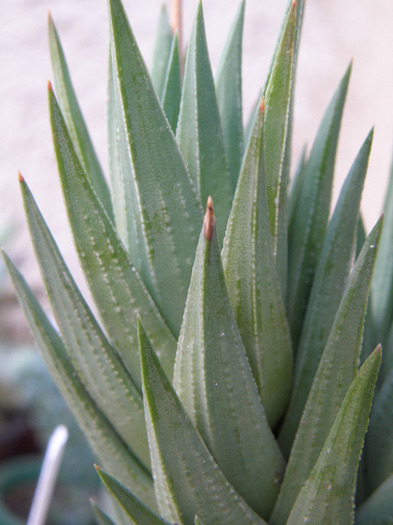 Haworthia glauca; Gino 2011
