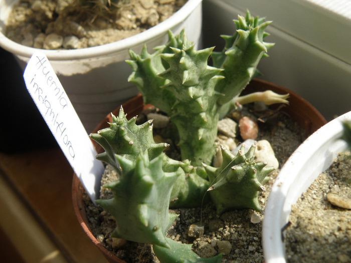 Huernia insigniflora - Genul Huernia