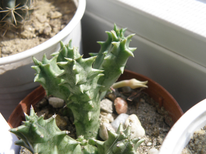 Huernia insigniflora - Genul Huernia