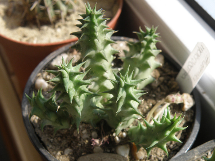 Huernia macrocarpa; Gino 2011
