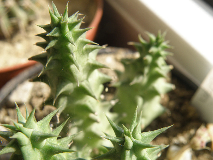 Huernia macrocarpa - Genul Huernia