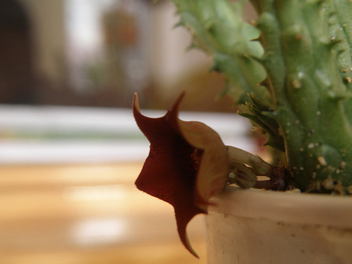 Huernia schneideriana - Genul Huernia