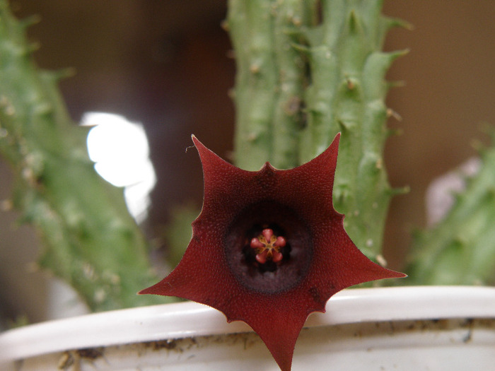 Huernia schneideriana - Genul Huernia