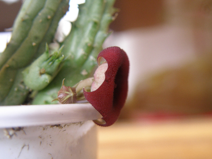 Huernia schneideriana