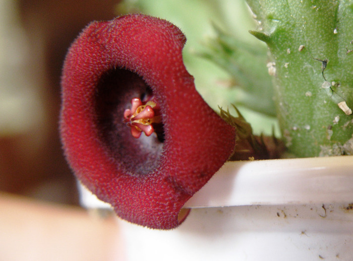 Huernia schneideriana - Genul Huernia