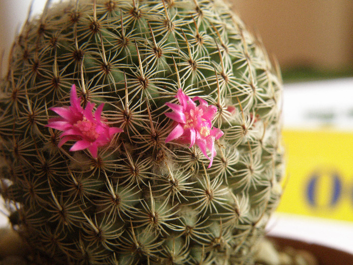 Mammillaria huitzilopochtli - Genul Mammilaria