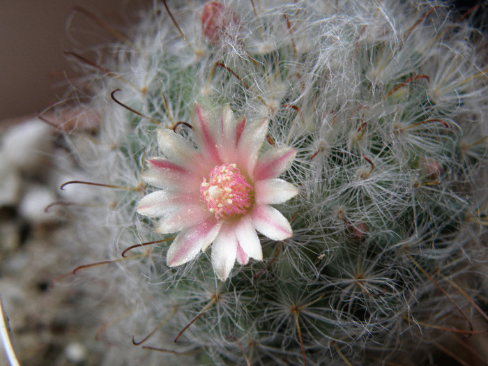 Mammilari bocasana - Genul Mammilaria