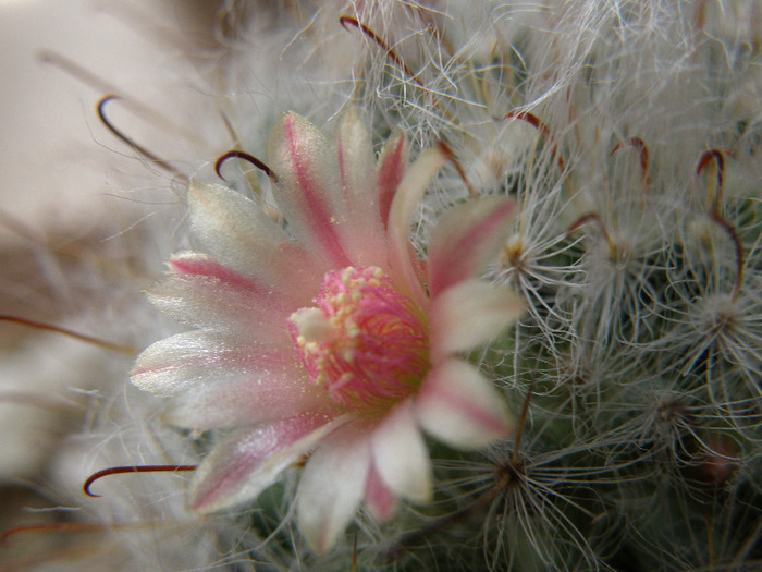 Mammilari bocasana - Genul Mammilaria