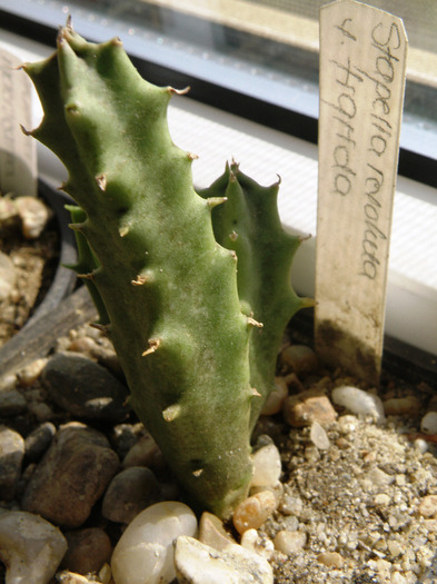 Stapelia revoluta v tigrida - Genul Stapelia