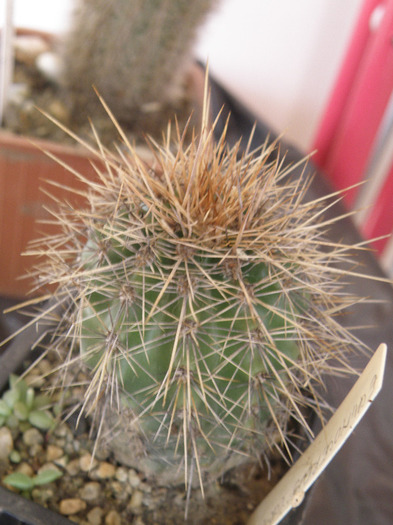 Echinocereus - Genul Echinocereus