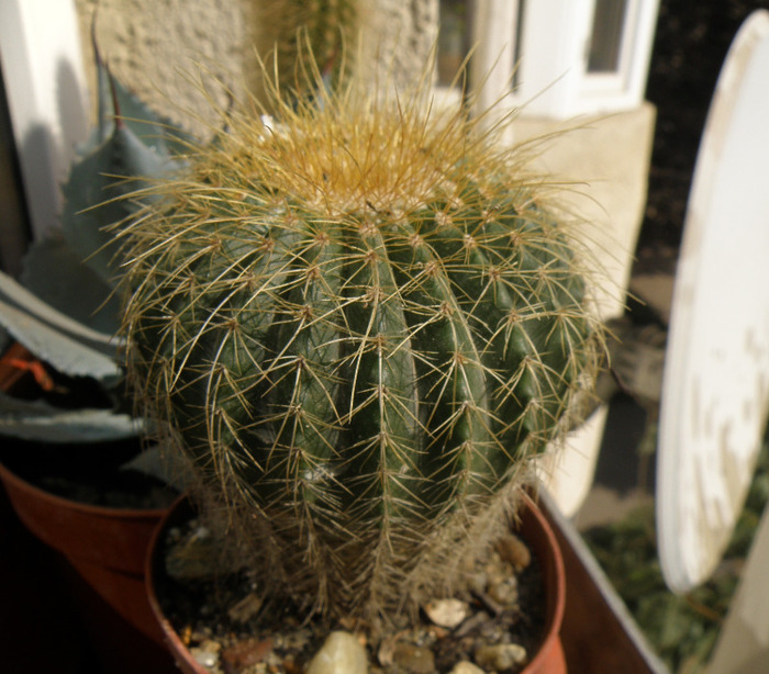 Eriocactus; Gino 2011
