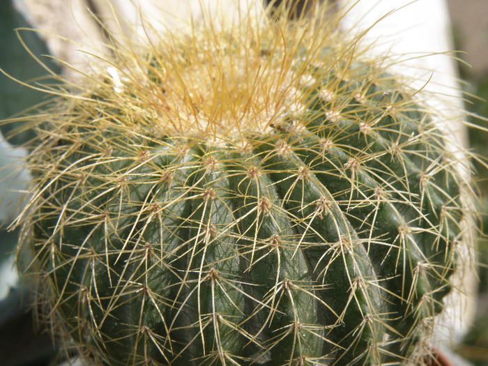 Eriocactus; Gino 2011
