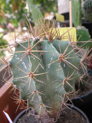 Astrophytum capricorne - Genul Astrophytum