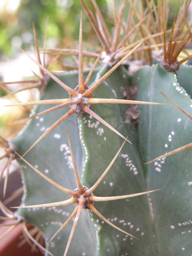 Astrophytum capricorne - Genul Astrophytum